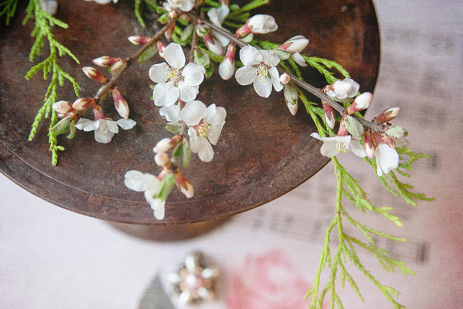 Cherry Blossoms with Antique Pin Photograph by Lisa Bryant