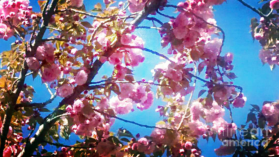 Cherry Blossoms With Blue Sky Photograph by Genevieve Esson