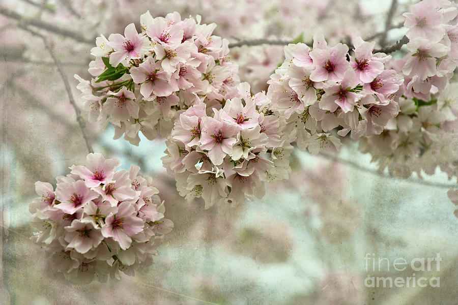 Cherry Branch Blossoms Digital Art by Amy Dundon