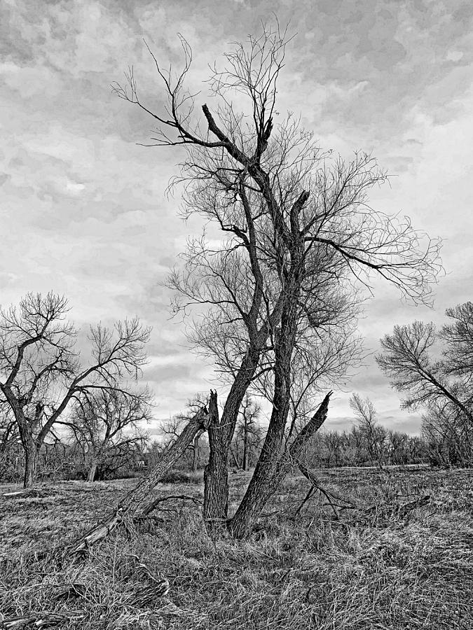 Cherry Creek Trail Early Spring 2021 Study 1 BW Photograph by Robert Meyers-Lussier