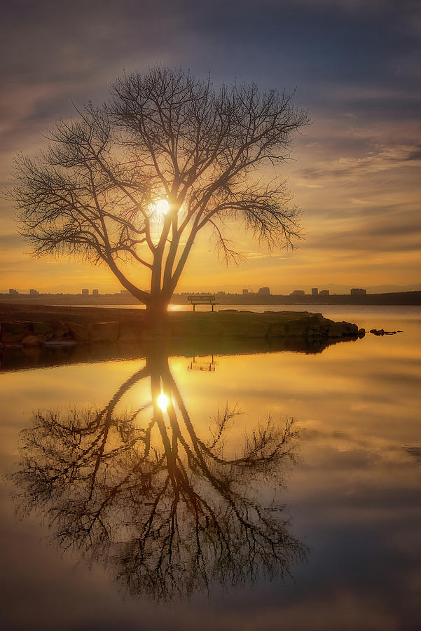 Tree Photograph - Cherry Creek Sunset by Darren White
