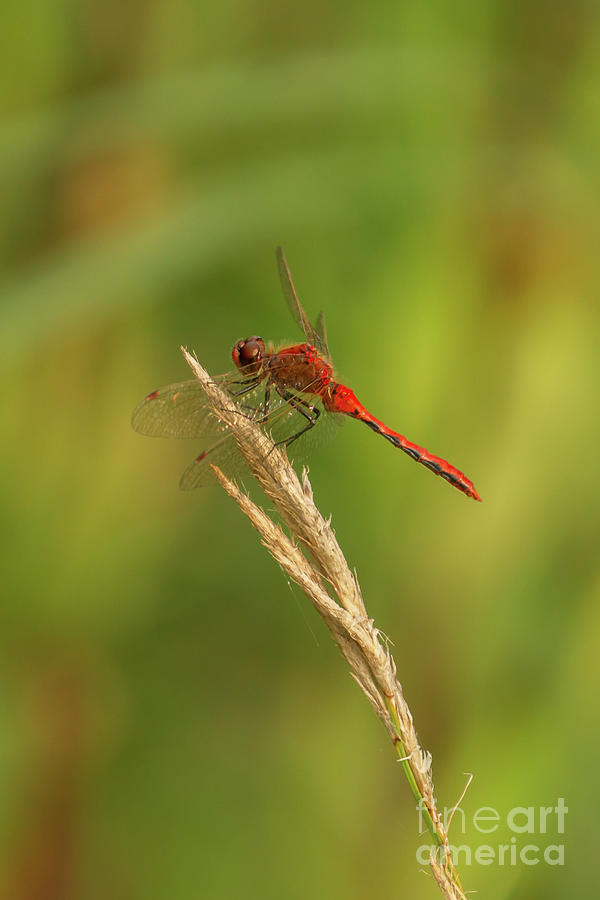 Summer Photograph - Cherry-faced Meadowhawk Dragonfly at Lake Pend Oreille #1 by Nancy Gleason