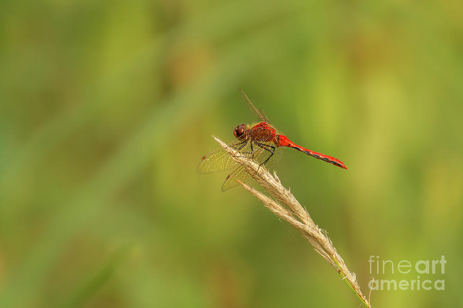 Summer Photograph - Cherry-faced Meadowhawk Dragonfly at Lake Pend Oreille #2 by Nancy Gleason