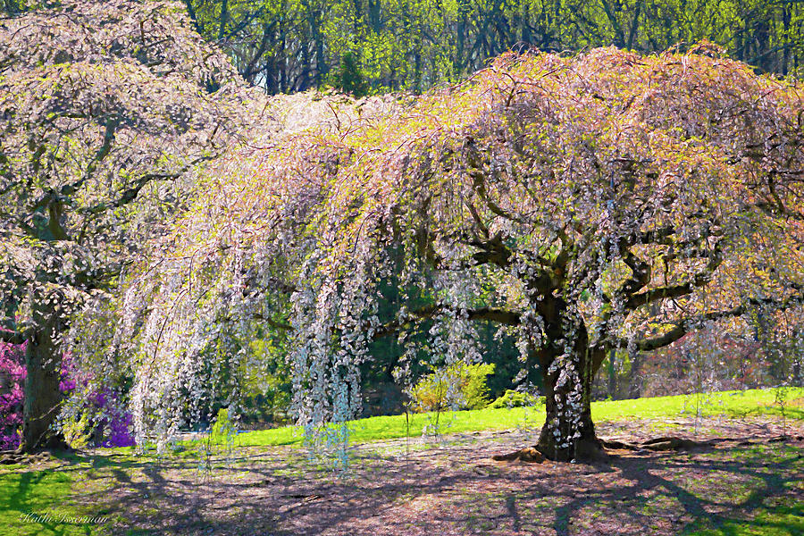 Cherry Tree Grove Photograph