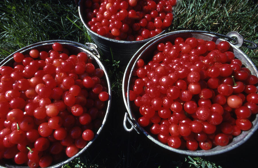 Cherry Harvest Photograph
