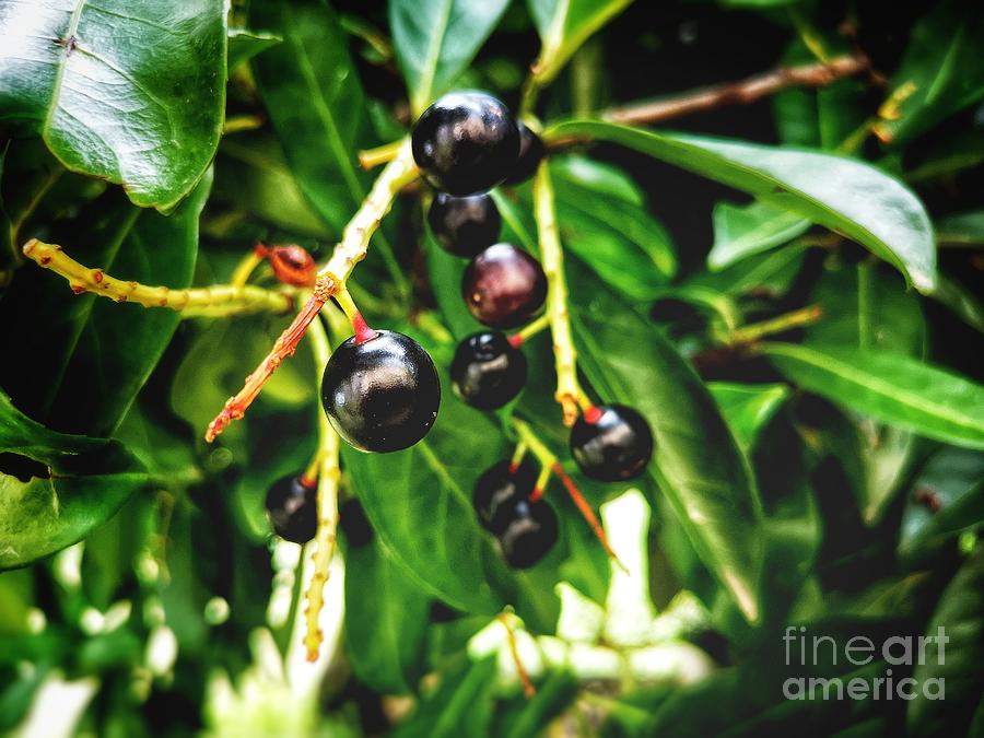 Nature Photograph - Cherry Laurel Berry Plant Photography Background by Luca Lorenzelli