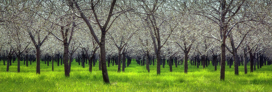 Cherry Orchard Photograph