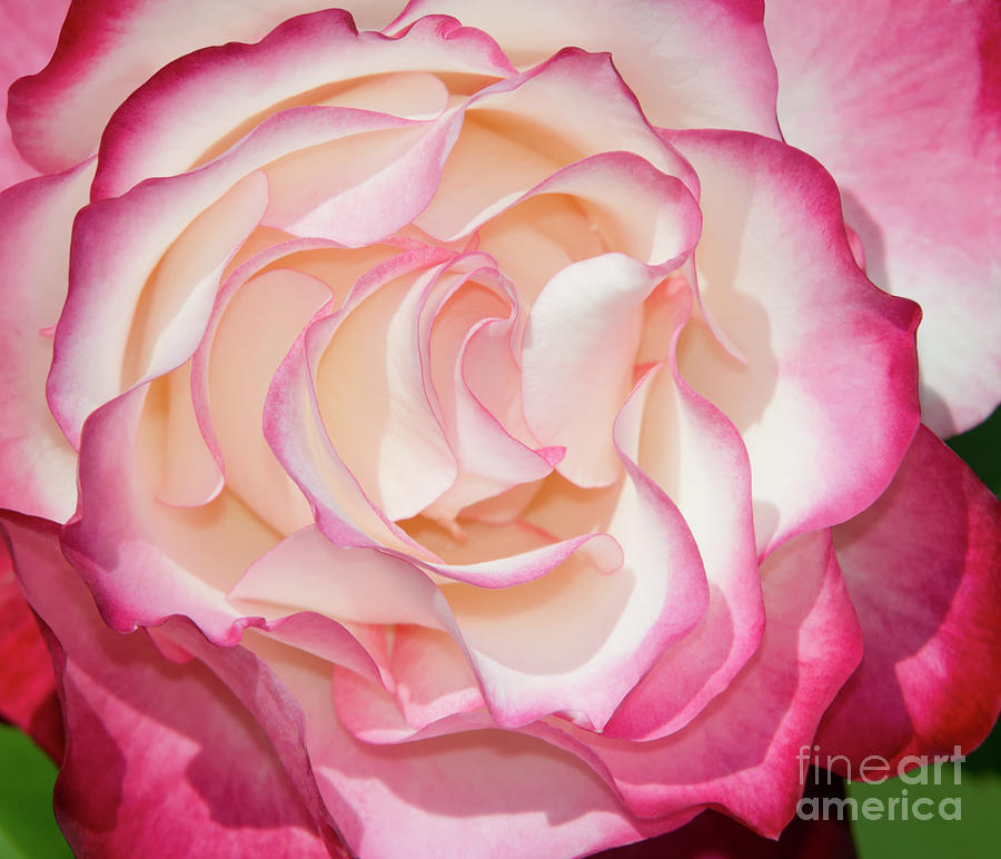 Rose Photograph - Cherry Parfait 4-22 by Glenn Franco Simmons