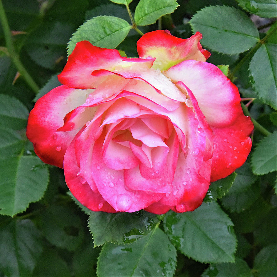 Cherry Parfait Rose Photograph by Robert Tubesing - Fine Art America