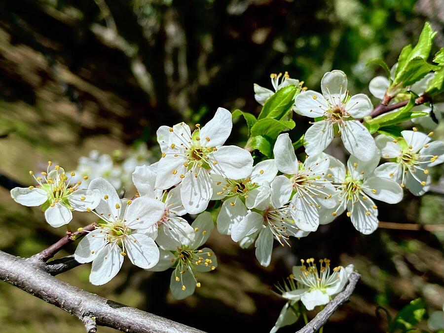 Flower Photograph - Cherry Plum Flowers by Kerstin Epifanio