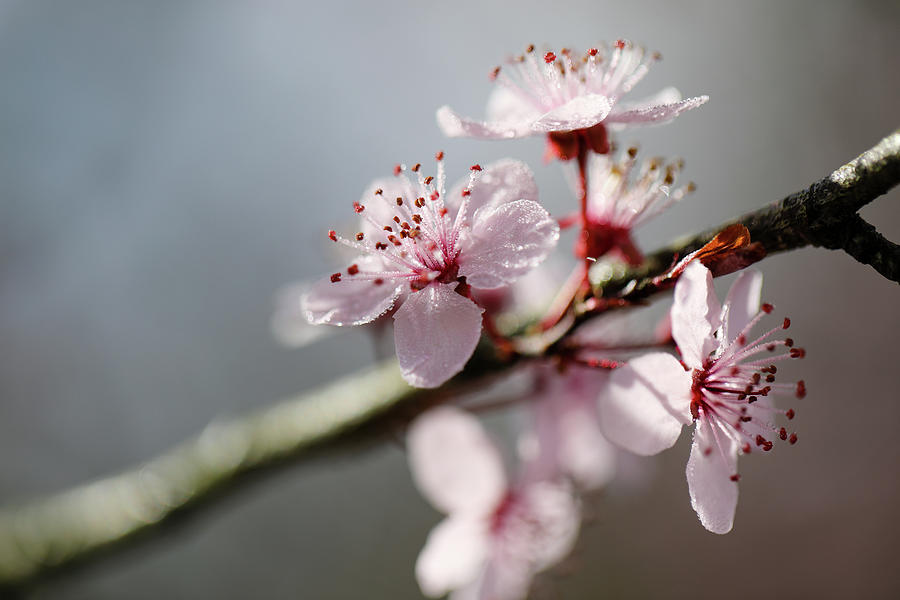 Cherry Plum Blossoms in Early Spring Photograph by Rachel Morrison