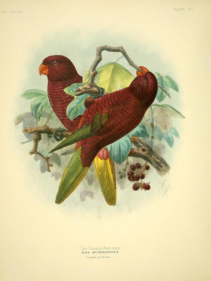 Cherry Red Lory Mixed Media by Beautiful Nature Prints