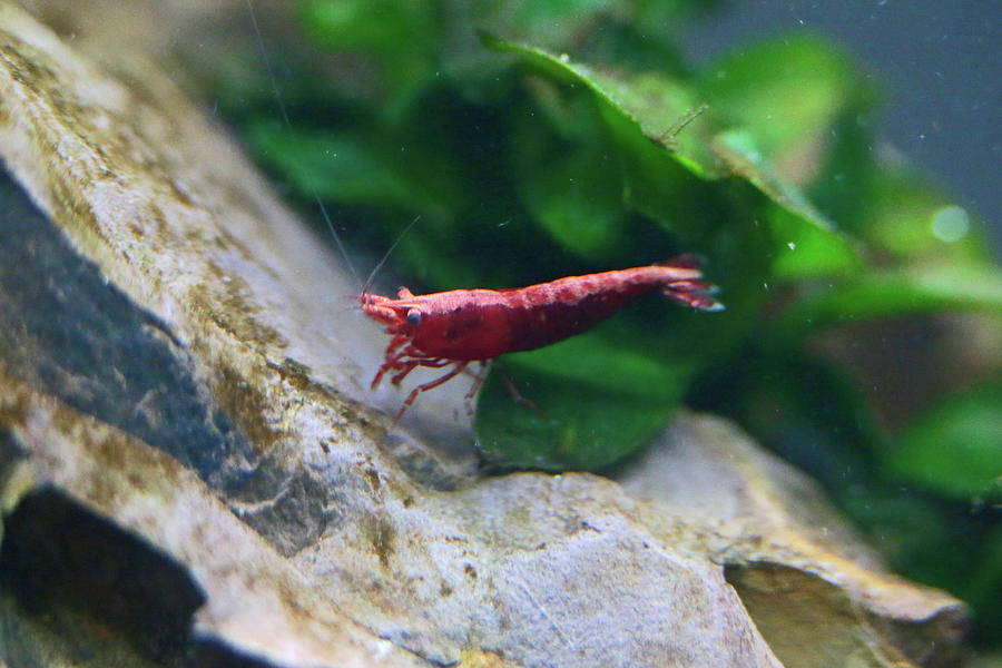 Cherry Shrimp Photograph