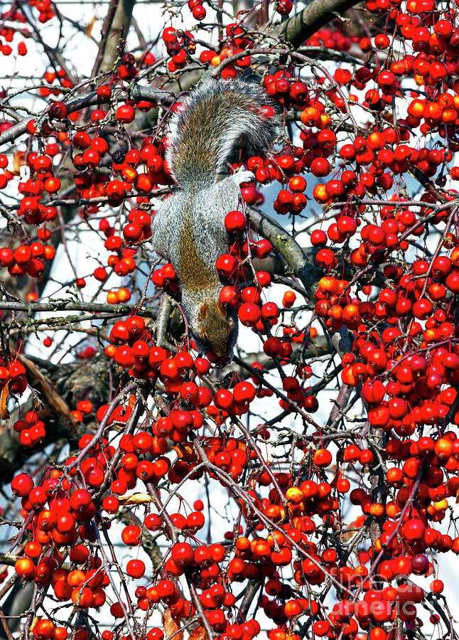 Cherry Thief in New Hope Photograph by John Rizzuto