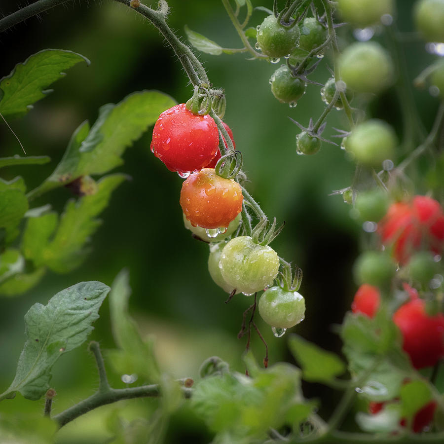 Cherry Tomato Photograph by Bill Wakeley