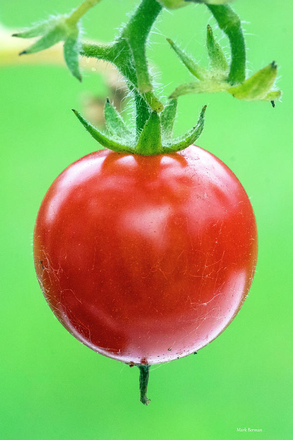 Cherry Tomato Photograph by Mark Berman