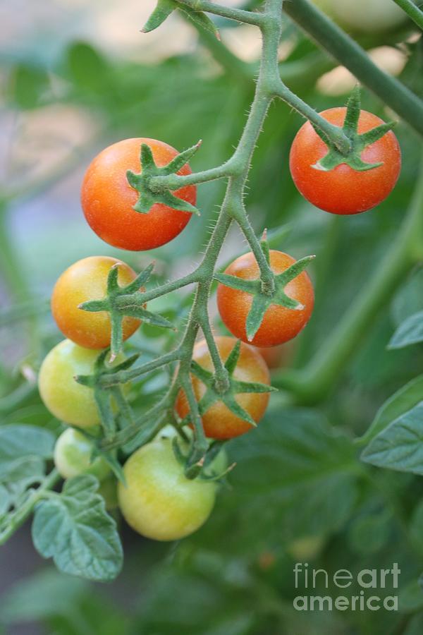 Cherry Tomatoes on the Vine Photograph by Carol Groenen
