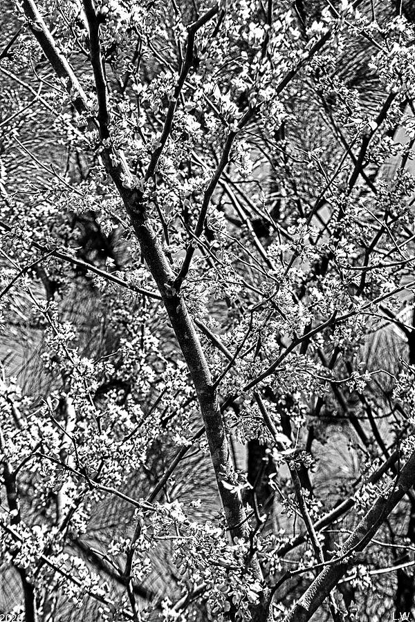 Cherry Tree Abstract Black And White Photograph by Lisa Wooten