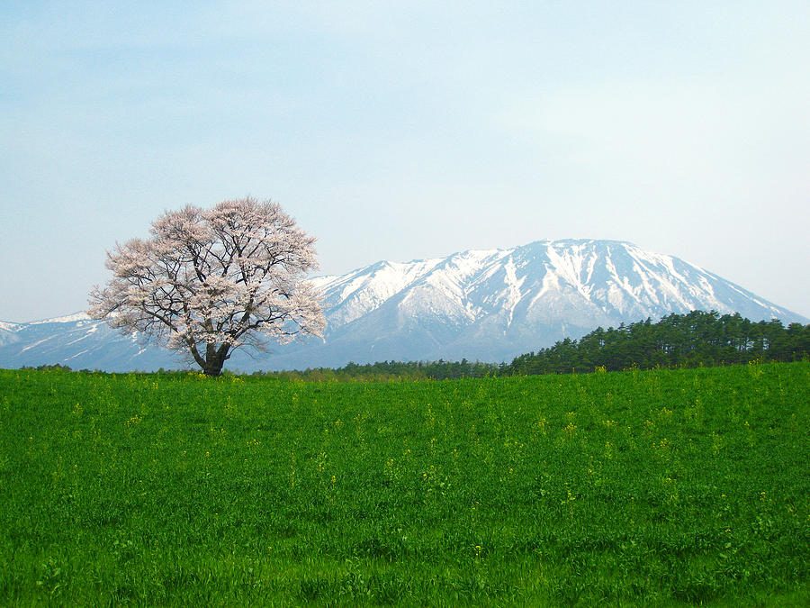Cherry tree and Mt. Iwate Photograph by Cyber