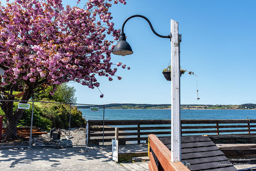 Cherry Blossom by the Waterfront Photograph - Cherry Tree and Penn Cove by Tom Cochran