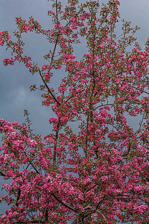 Cherry Tree and Rainclouds Photograph by Robert Ullmann