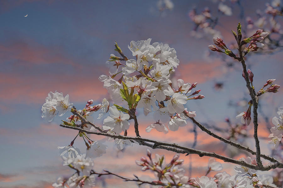 Cherry Tree at Dusk Photograph by Darryl Brooks