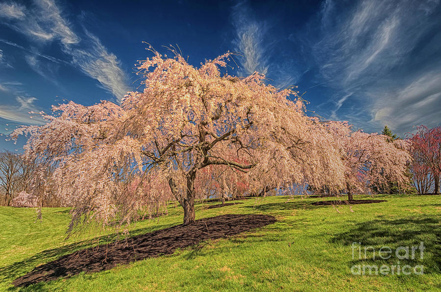 Cherry Tree, Ault Park Cincinnati Photograph by Teresa Jack Fine Art