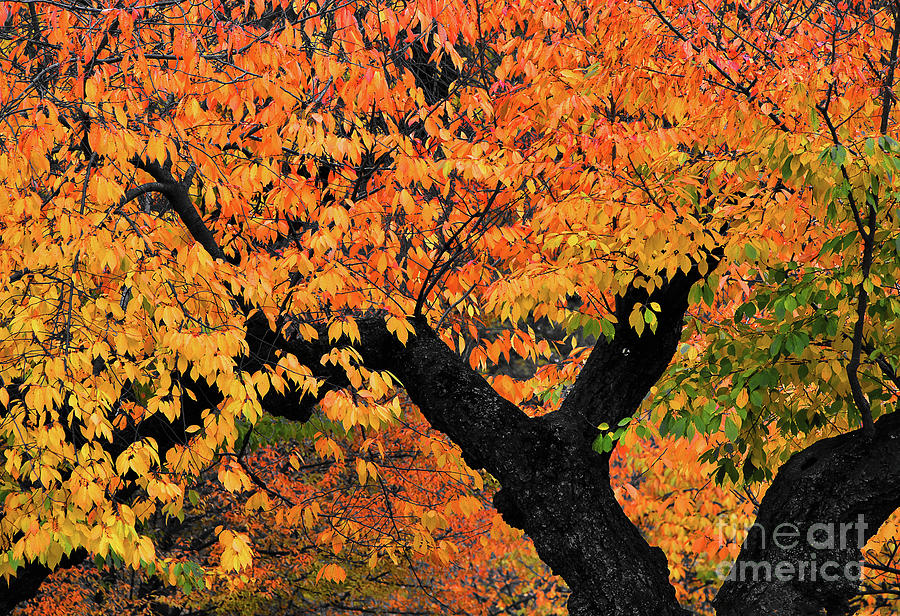 Cherry Tree Autumn Leaves Photograph