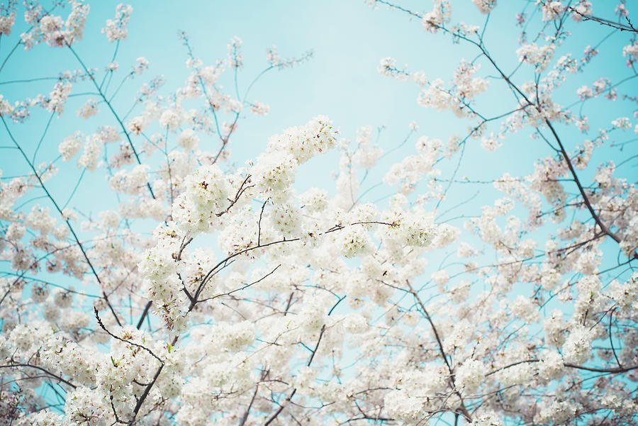 Cherry Tree Blooms Photograph by Sonja Quintero