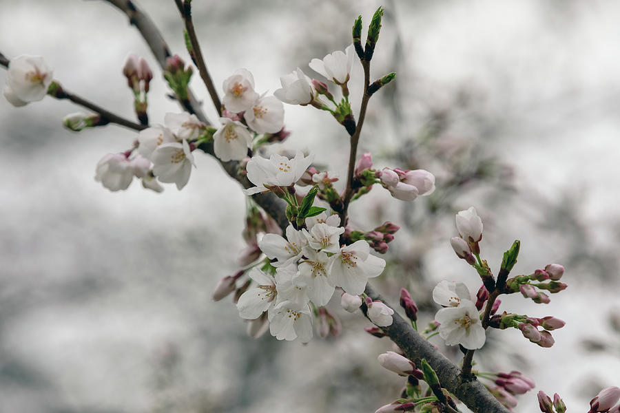 Cherry Tree Blossoming Photograph by Rachel Morrison