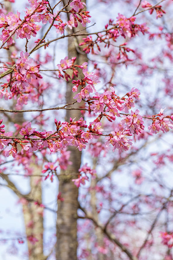 Cherry Tree Blossoms Photograph by Rachel Morrison