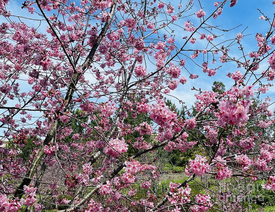 Spring Photograph - Cherry Tree Blossoms with Blue Sky by Carol Groenen