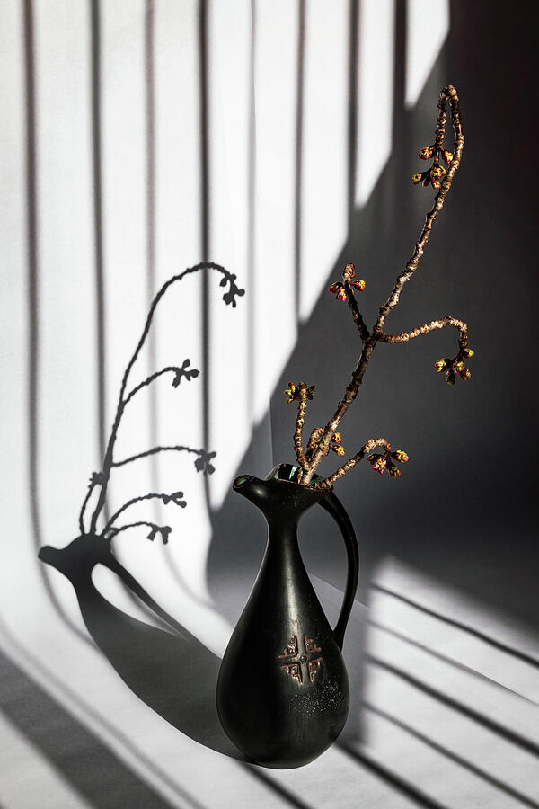 Cherry Tree Branch and Striped Shadows Photograph by Elvira Peretsman
