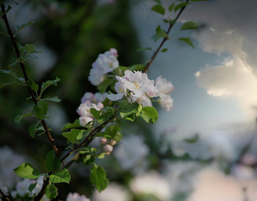 Cherry Tree In Bloom Under Evening Light Jurmala  Photograph by Aleksandrs Drozdovs