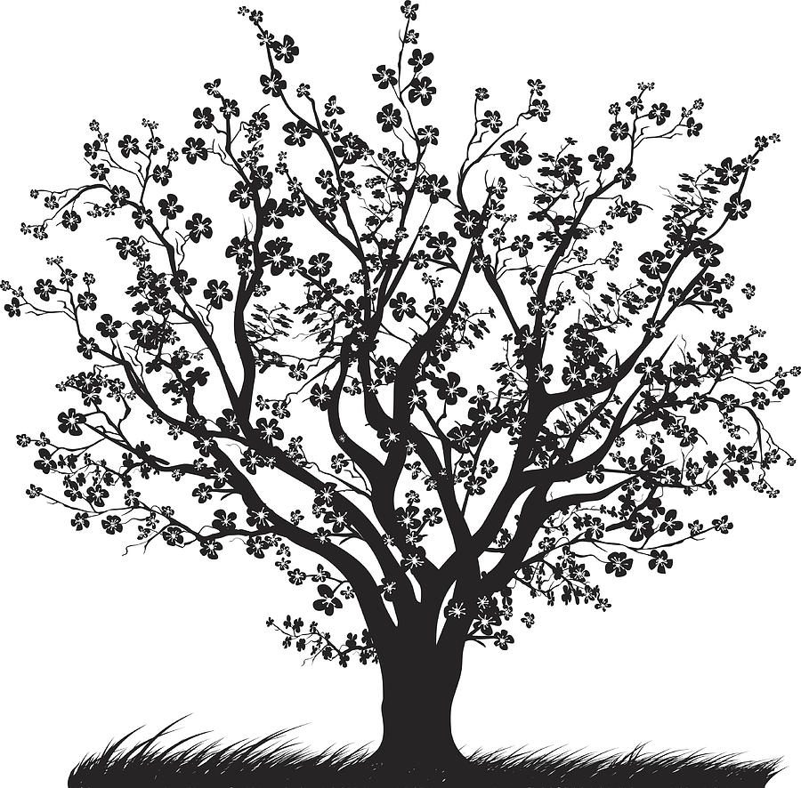 Cherry Tree in Full Bloom with Blossoms Black silhouette Drawing by Diane Labombarbe