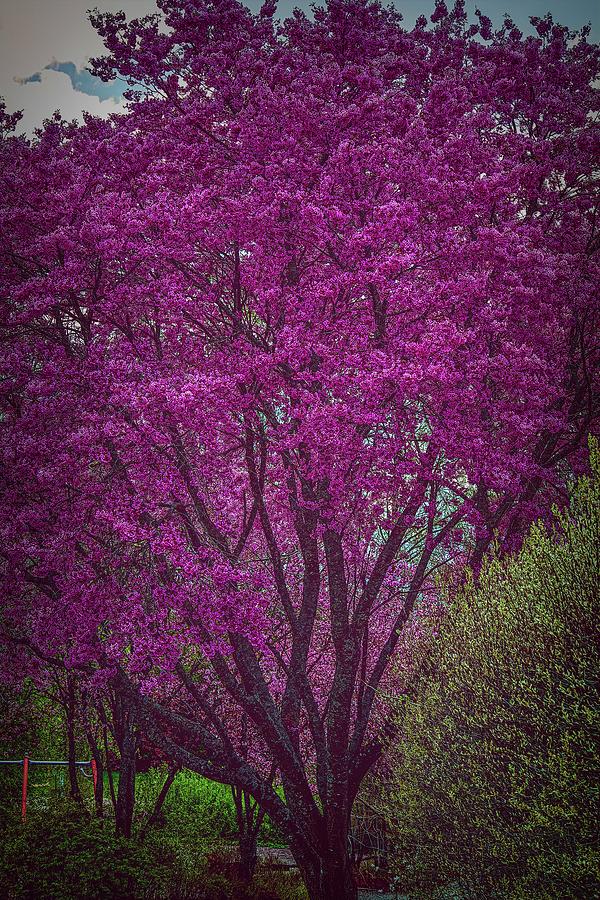 Tree Photograph - Cherry tree #j7 by Leif Sohlman