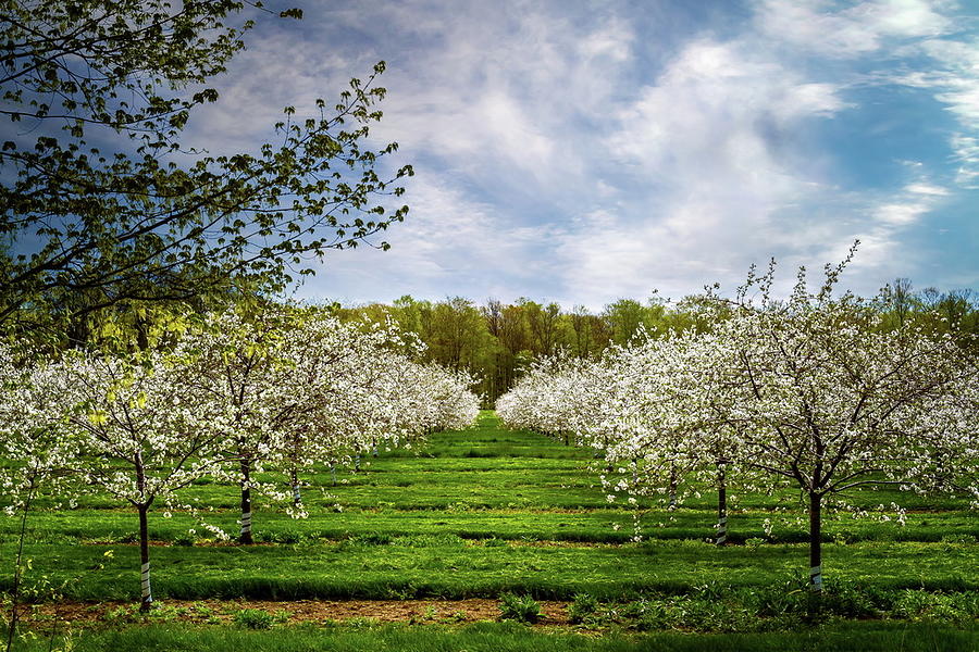 Cherry Tree Orchard Photograph by Chuck De La Rosa