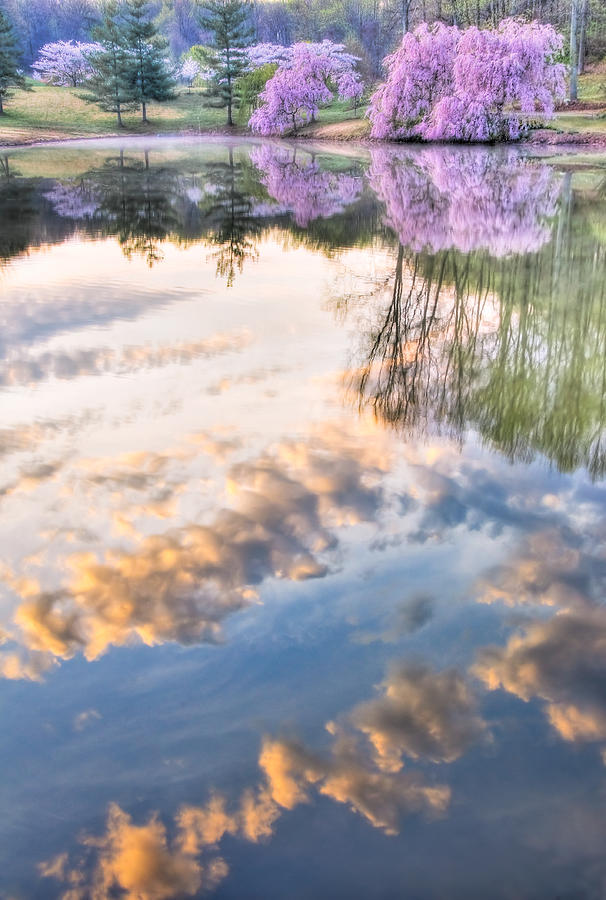 Cherry Tree Reflection Photograph by OGphoto