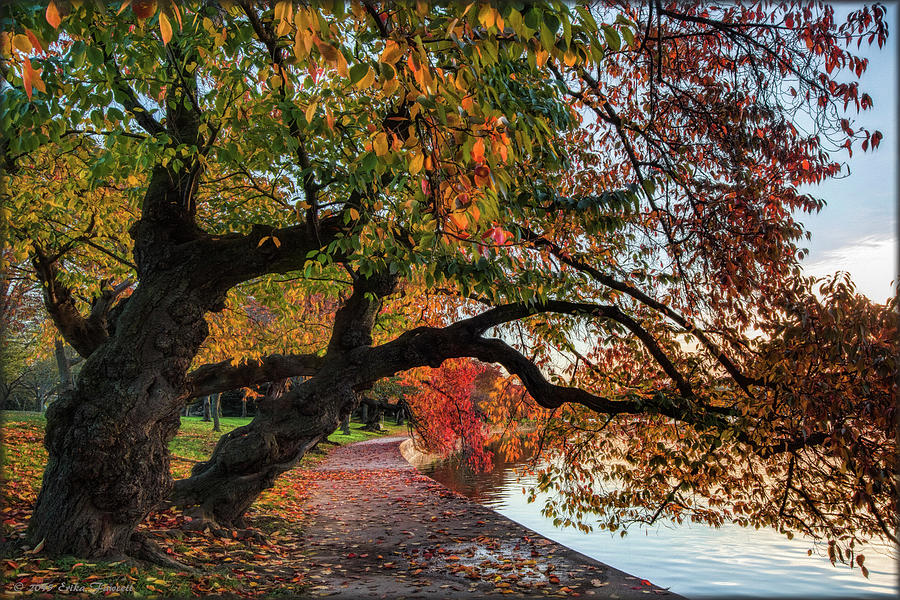 Fall Photograph - Cherry Trees in Autumn by Erika Fawcett