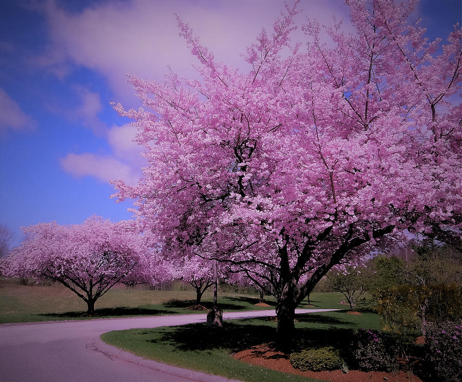 Cherry Blossom Trees Photograph by Len Bomba