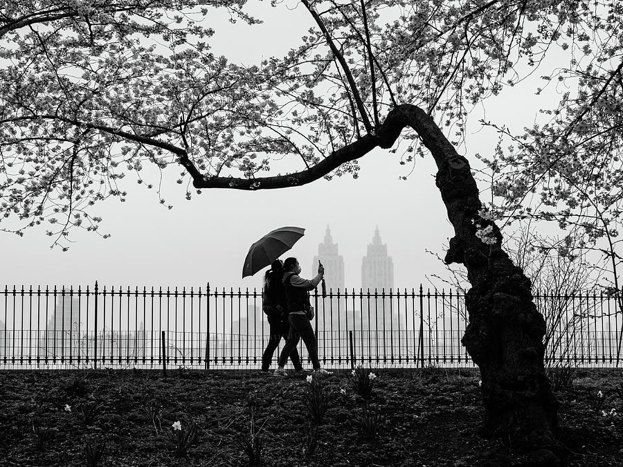 Cherry Trees on a Rainy Day Photograph by Cornelis Verwaal