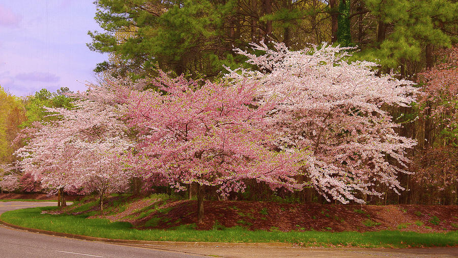 Cherry Treess Photograph by Ola Allen