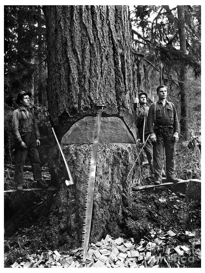 Cherry Valley Timber Company Fallers, 1919 Photograph by Darius Kinsey ...