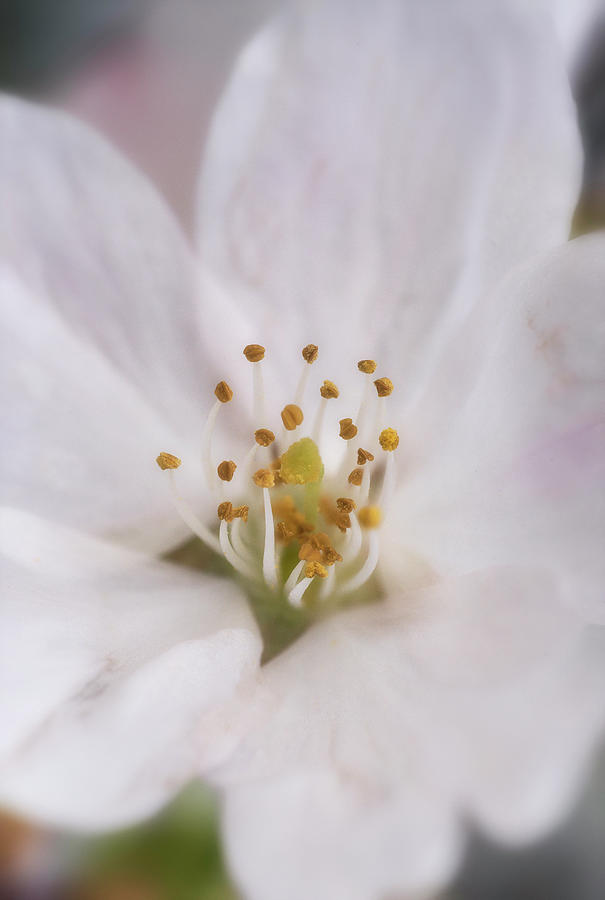 Cherry White Photograph by Robert Fawcett