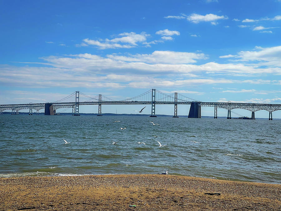 Chesapeake Bay Bridge with Gulls  Photograph by Lora J Wilson