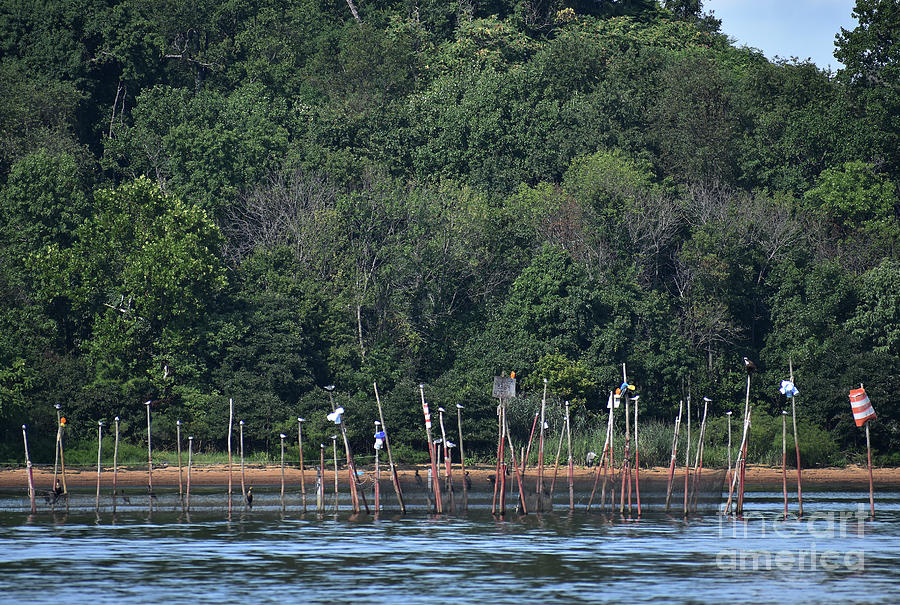 Chesapeake Bay Pound Nets Photograph by Skip Willits Fine Art America