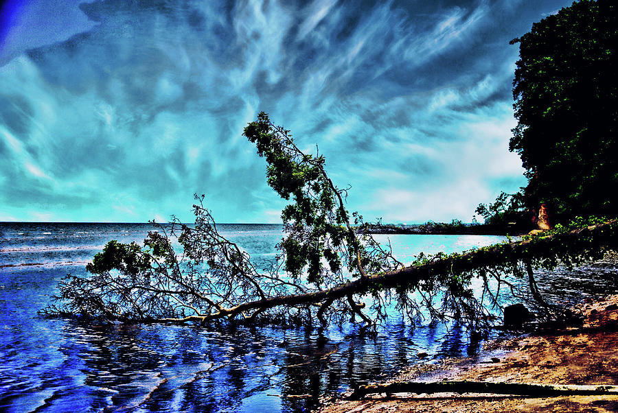 Chesapeake Beach, VA. Fallen tree. Photograph by Bill Jonscher