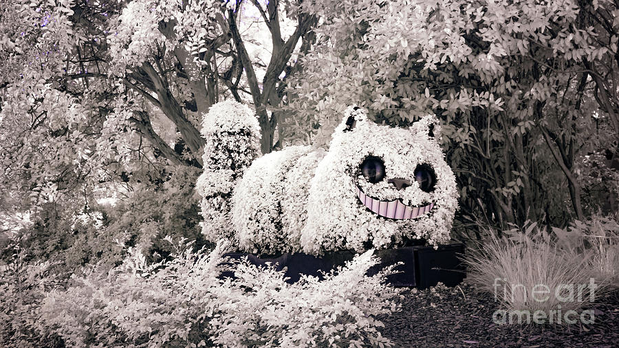 Cheshire Cat Photograph by Amy Curtis