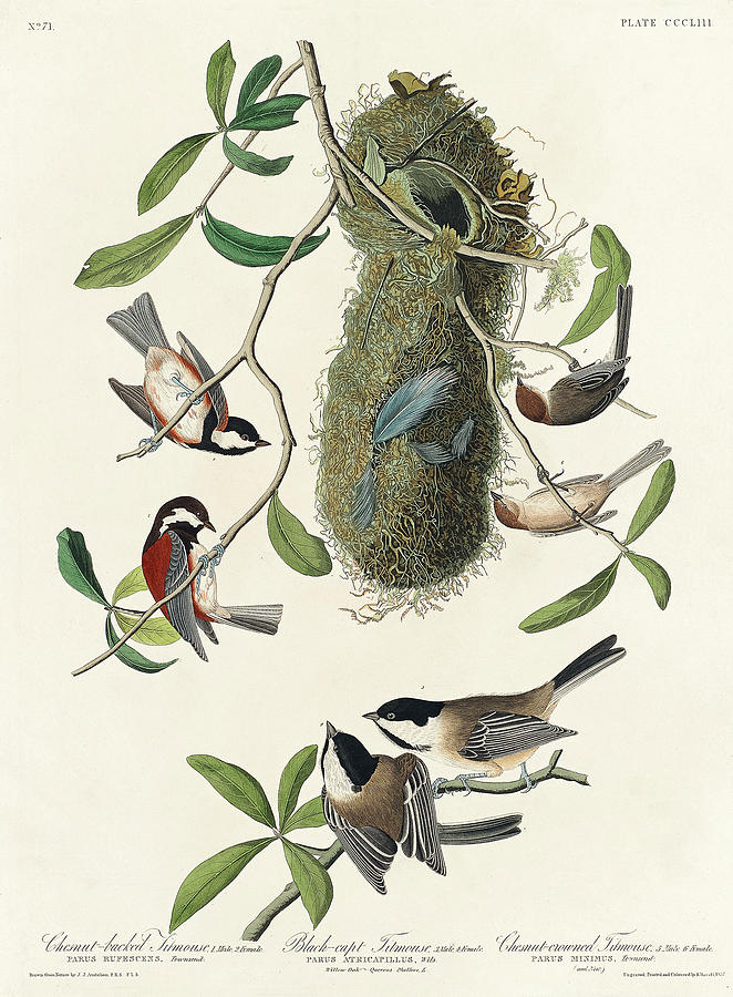 Audubon Birds Drawing - Chesnut-backed Titmouse, Black-capt Titmouse and Chesnut-crowned Titmouse by John James Audubon