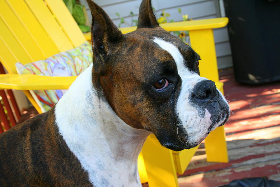 Chester A Handsome Boxer Photograph by Kay Novy